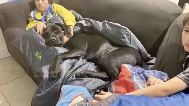 ラブラドールレトリーバー,動画