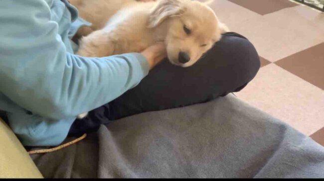 ゴールデンレトリーバー,動画