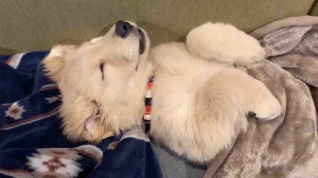 ゴールデンレトリーバー,動画