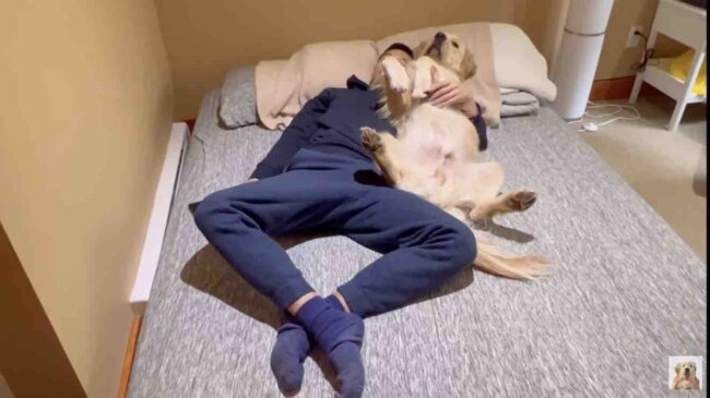 ゴールデンレトリーバー,動画