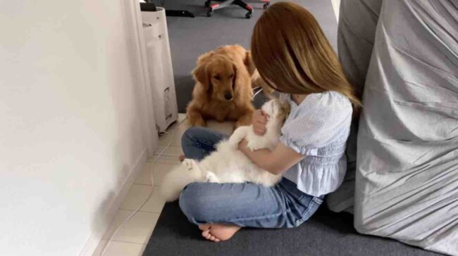 ゴールデンレトリーバー,動画