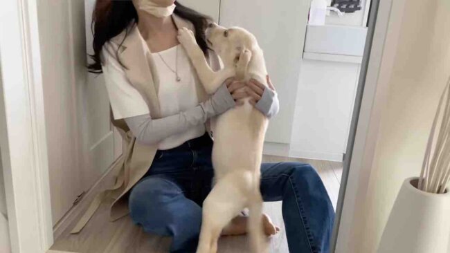 ラブラドールレトリーバー,動画