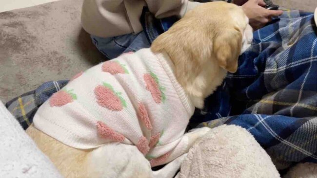 ラブラドールレトリーバー,動画