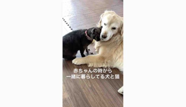 ゴールデンレトリーバー,動画