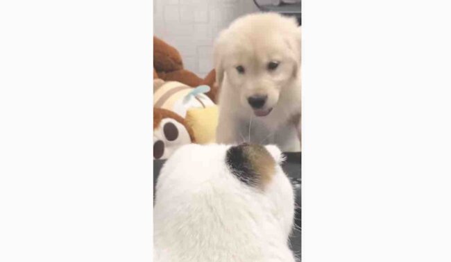 ゴールデンレトリーバー,動画