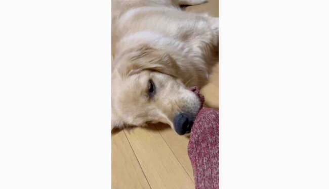 ゴールデンレトリーバー,動画