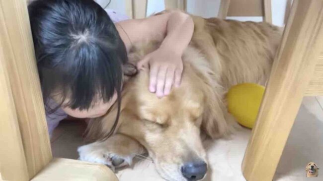 ゴールデンレトリーバー,動画