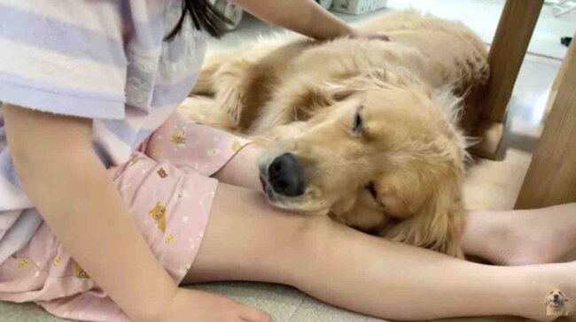 ゴールデンレトリーバー,動画