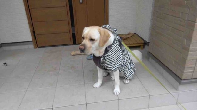 ラブラドールレトリーバー,動画