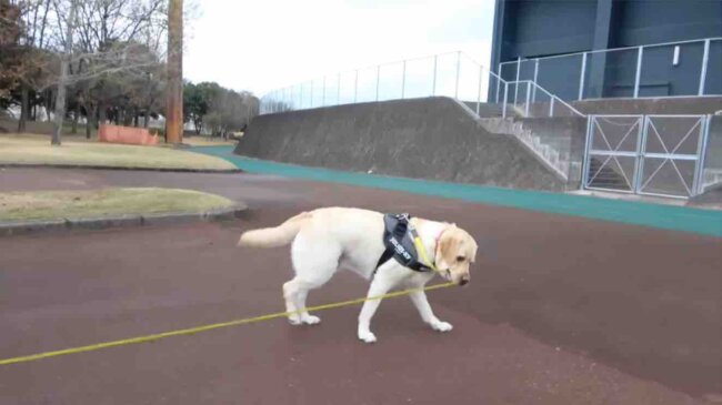 ラブラドールレトリーバー,動画