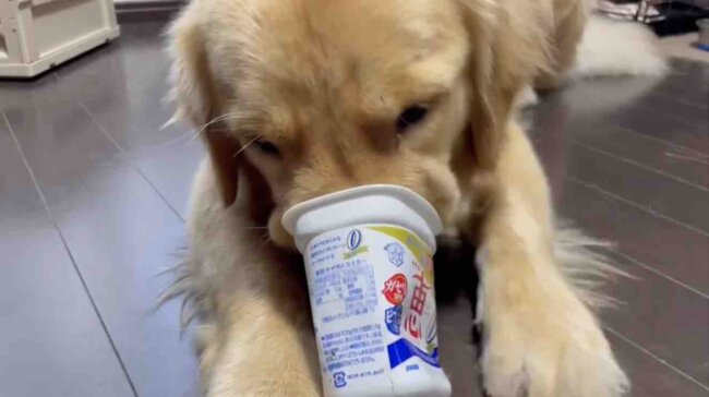 ゴールデンレトリーバー,動画