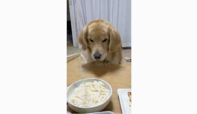 ゴールデンレトリーバー,動画