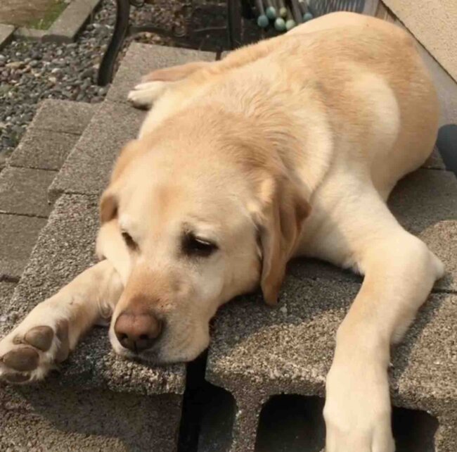 ラブラドールレトリーバー,動画