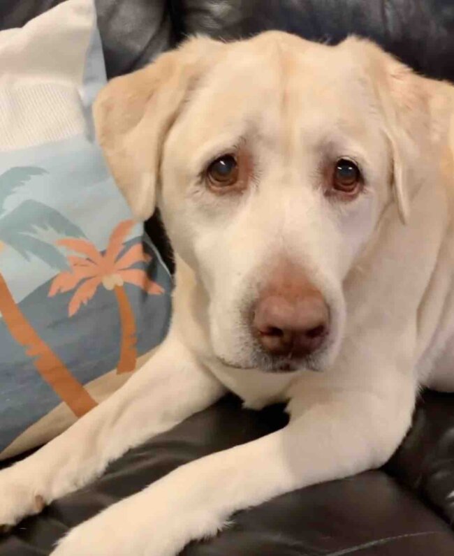 ラブラドールレトリーバー,動画