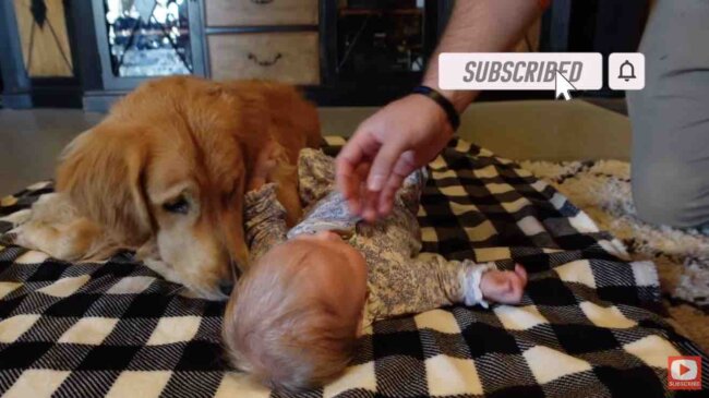 ゴールデンレトリーバー,動画