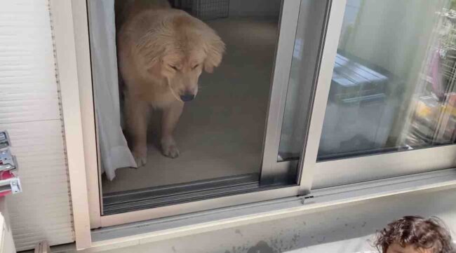 ゴールデンレトリーバー,動画