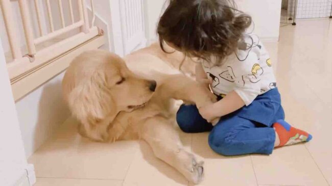 ゴールデンレトリーバー,動画