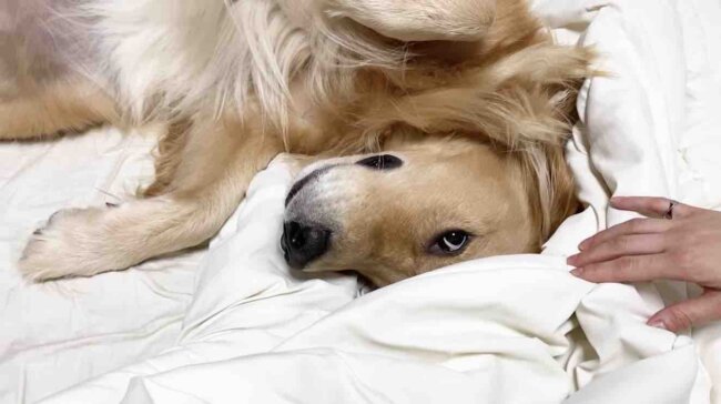 ゴールデンレトリーバー,動画