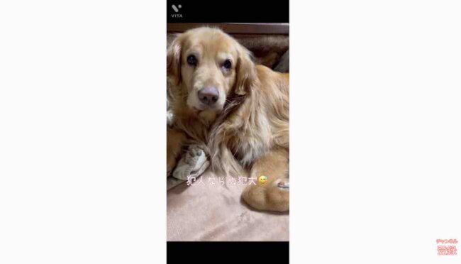 ゴールデンレトリーバー,動画