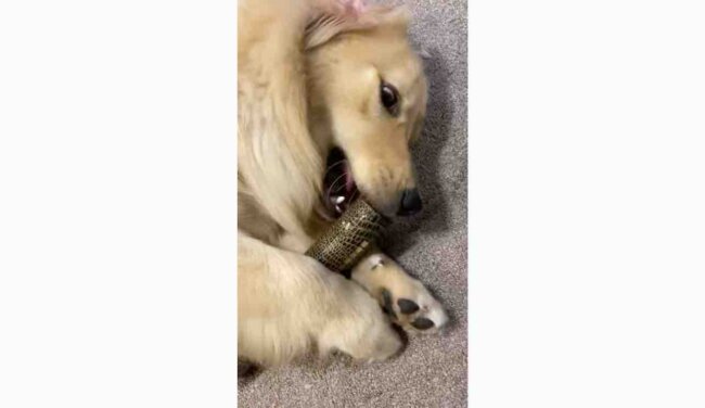 ゴールデンレトリーバー,動画