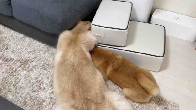 ゴールデンレトリーバー,動画