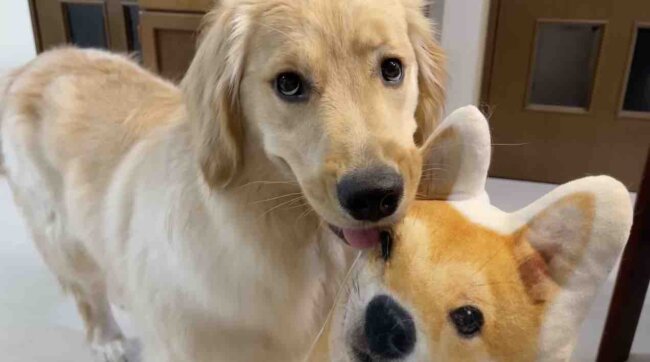 ゴールデンレトリーバー,動画