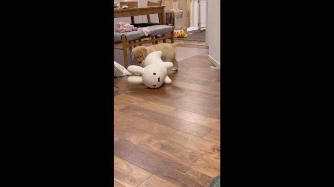 ゴールデンレトリーバー,動画