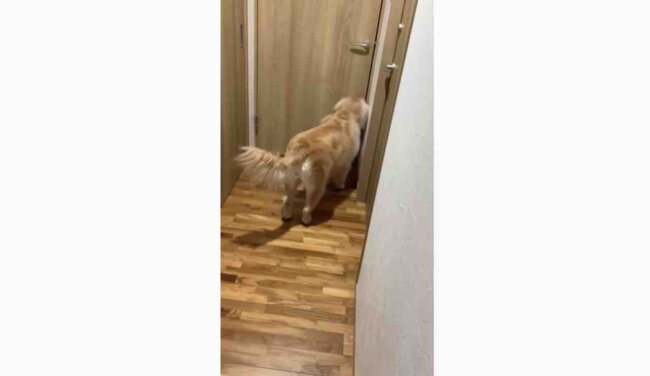 ゴールデンレトリーバー,動画