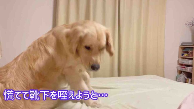 ゴールデンレトリーバー,動画