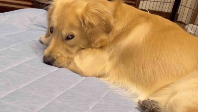 ゴールデンレトリーバー,動画