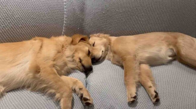 ゴールデンレトリーバー,動画