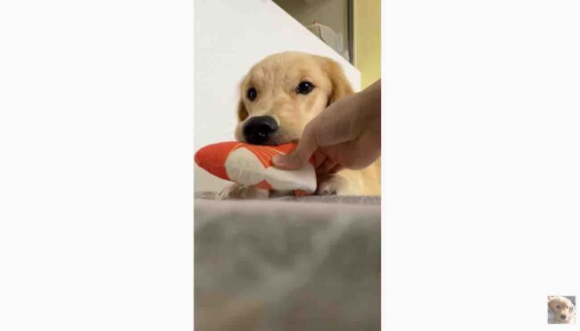 ゴールデンレトリーバー,動画