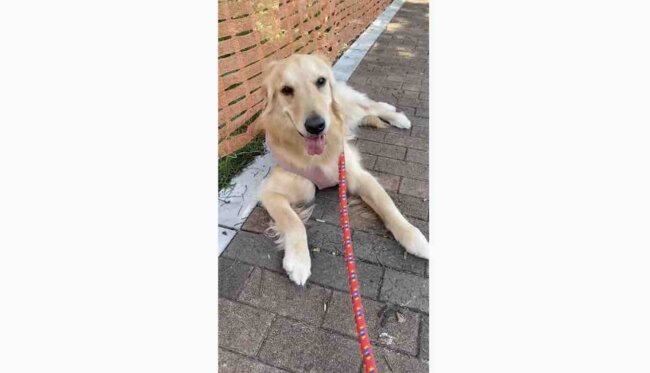 ゴールデンレトリーバー,動画