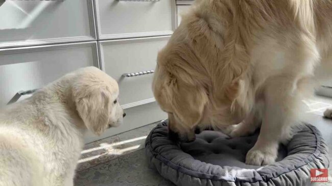 ゴールデンレトリーバー,動画