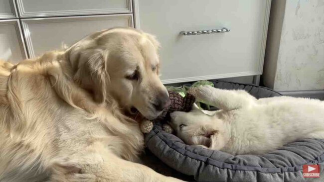 ゴールデンレトリーバー,動画