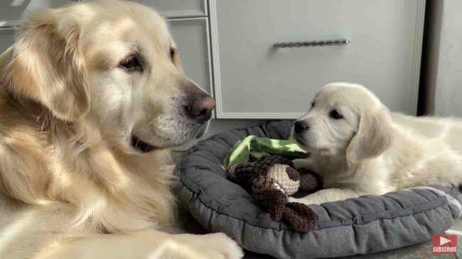 ゴールデンレトリーバー,動画