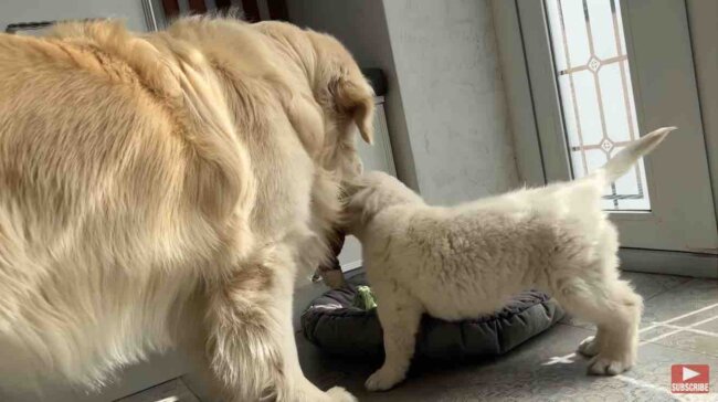 ゴールデンレトリーバー,動画