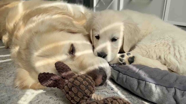 ゴールデンレトリーバー,動画