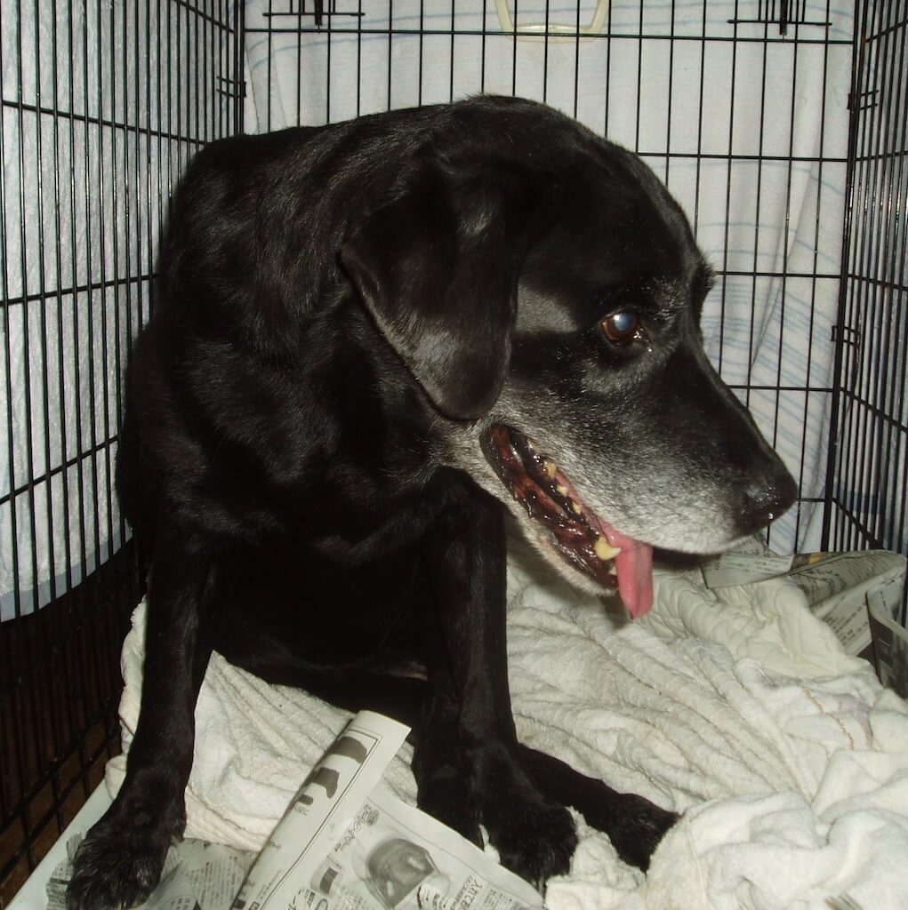 黒ラブ,はまじぃ