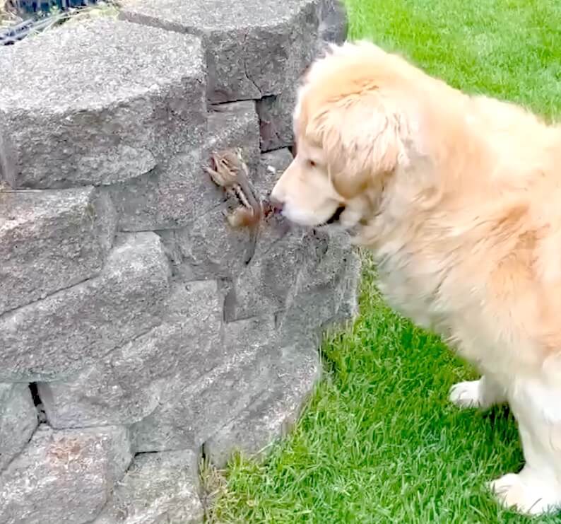 ゴールデンレトリーバー,動画