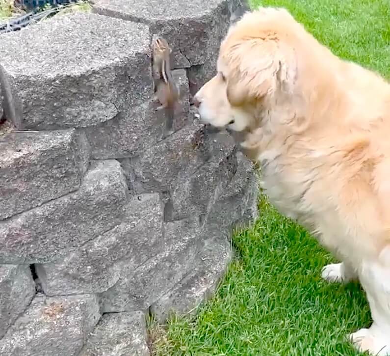 ゴールデンレトリーバー,動画