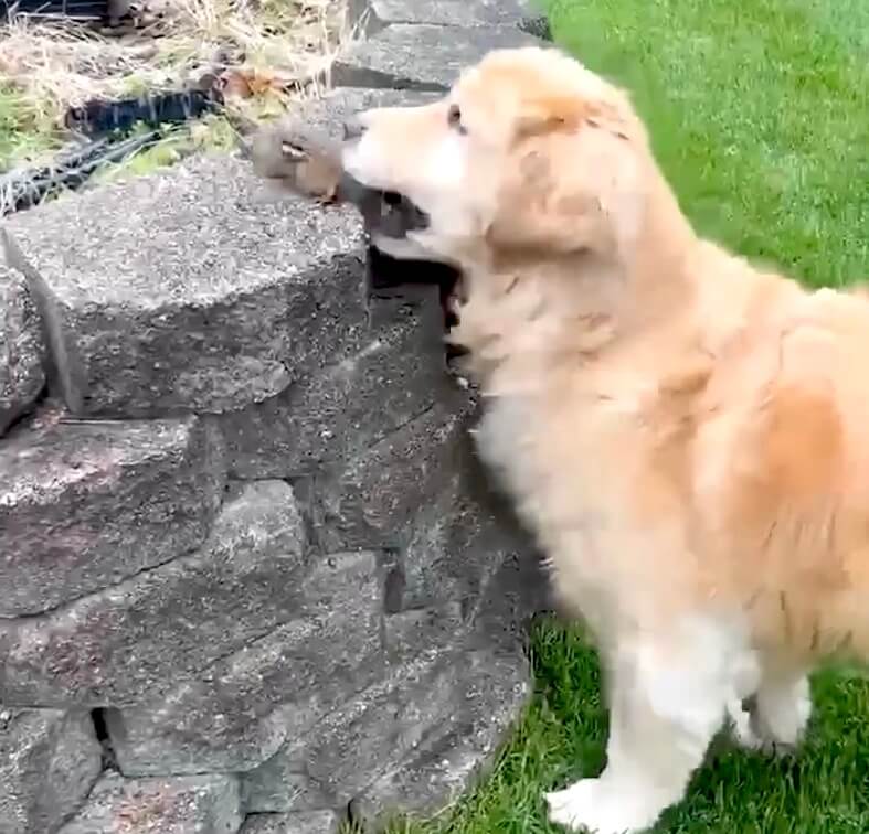 ゴールデンレトリーバー,動画