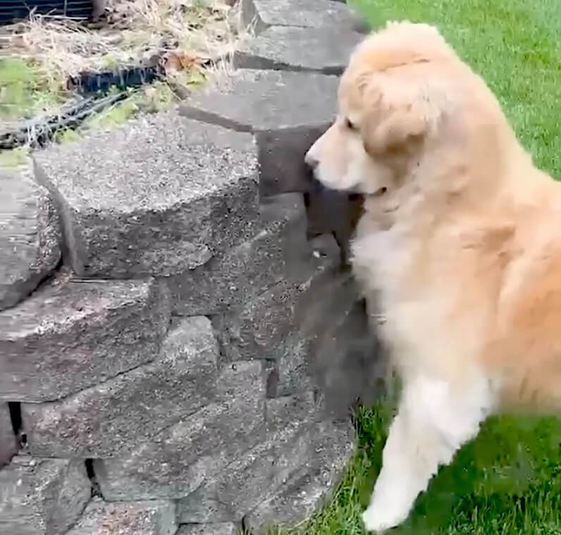 ゴールデンレトリーバー,動画