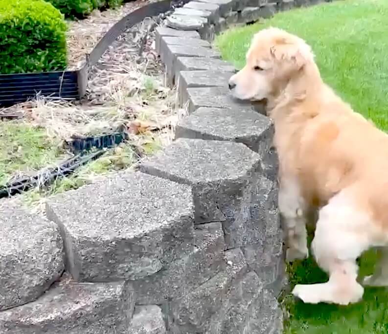 ゴールデンレトリーバー,動画