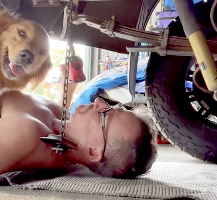 ゴールデンレトリーバー,動画