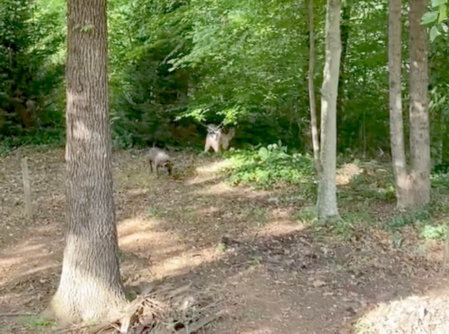 ゴールデンレトリーバー,動画