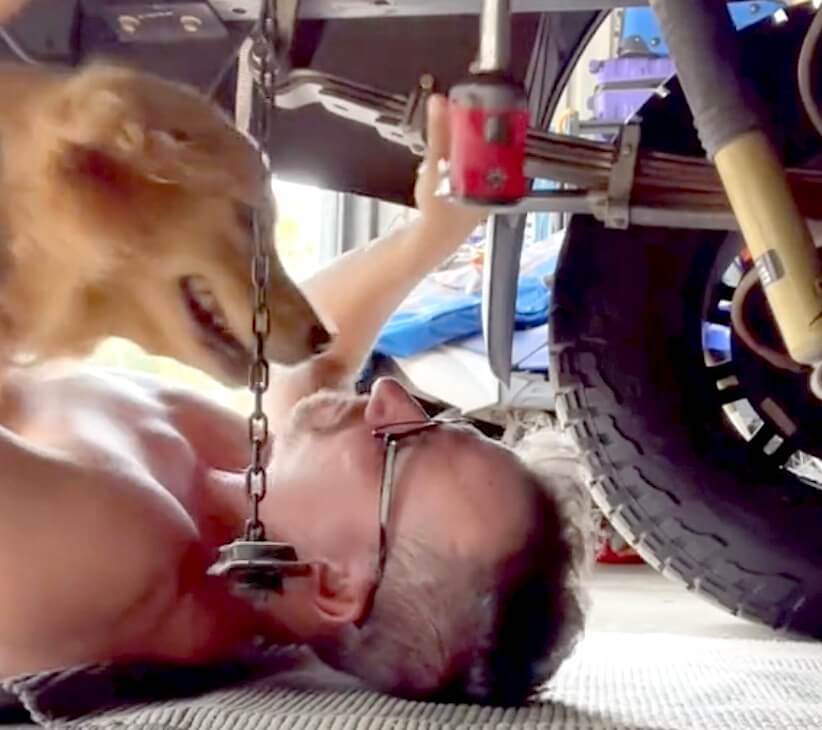 ゴールデンレトリーバー,動画