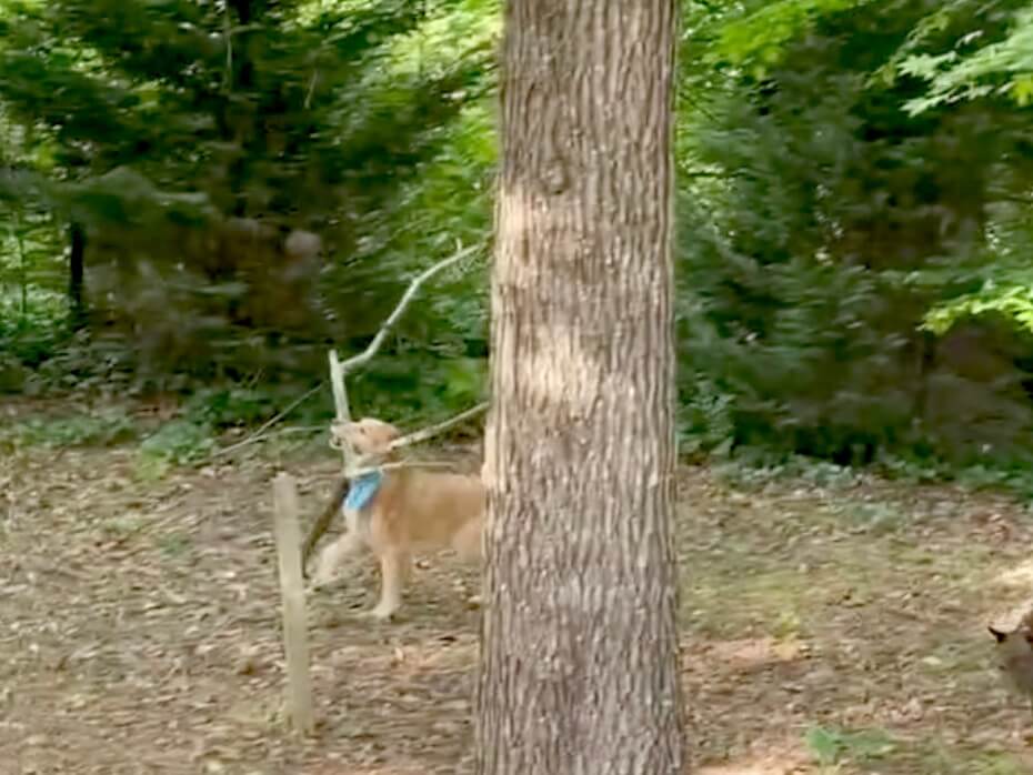 ゴールデンレトリーバー,動画