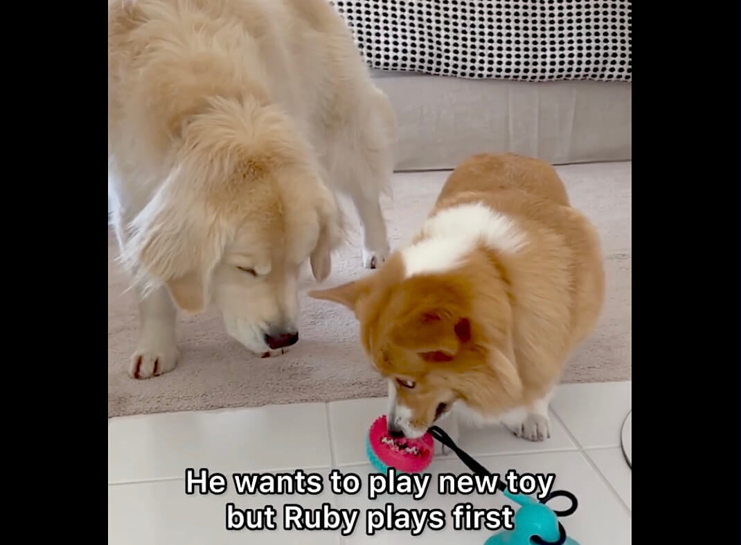 ゴールデンレトリーバー,動画