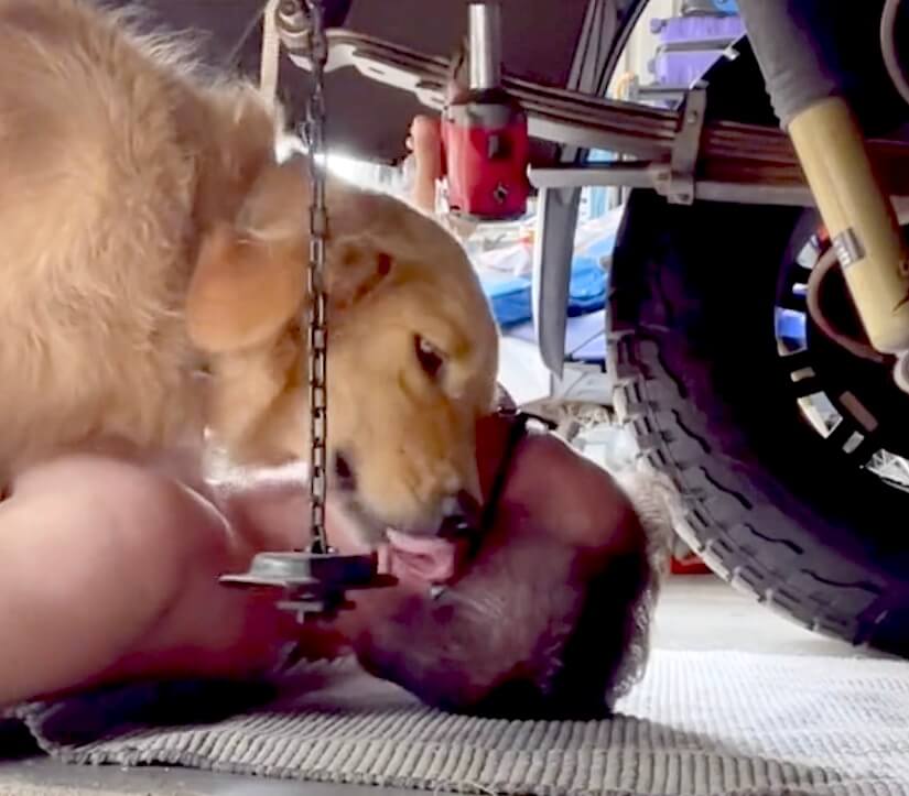 ゴールデンレトリーバー,動画